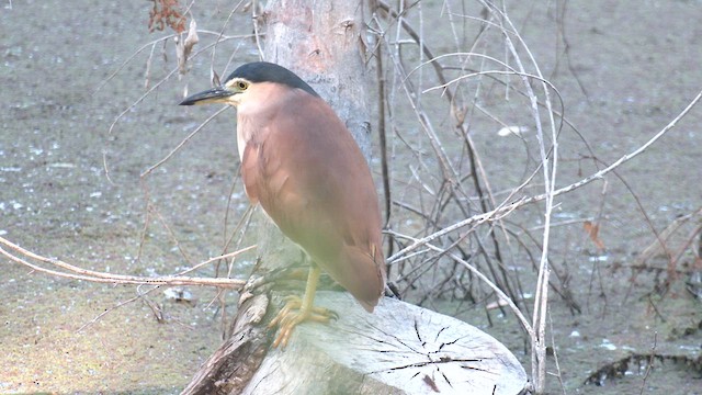 Nankeen Night Heron - ML615459647