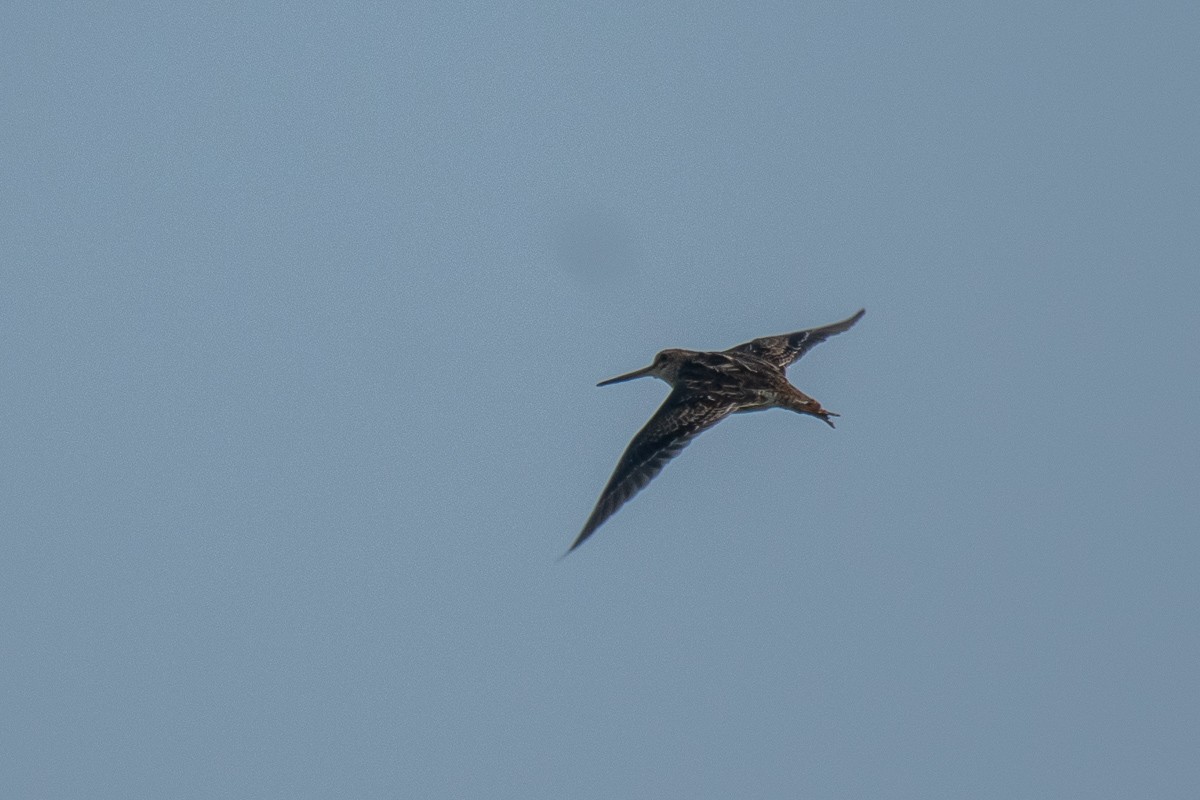 Pin-tailed Snipe - ML615459653