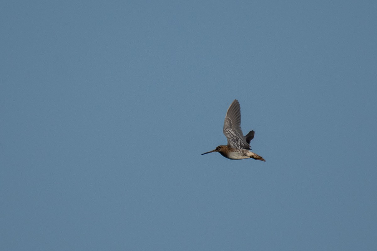 Pin-tailed Snipe - ML615459656