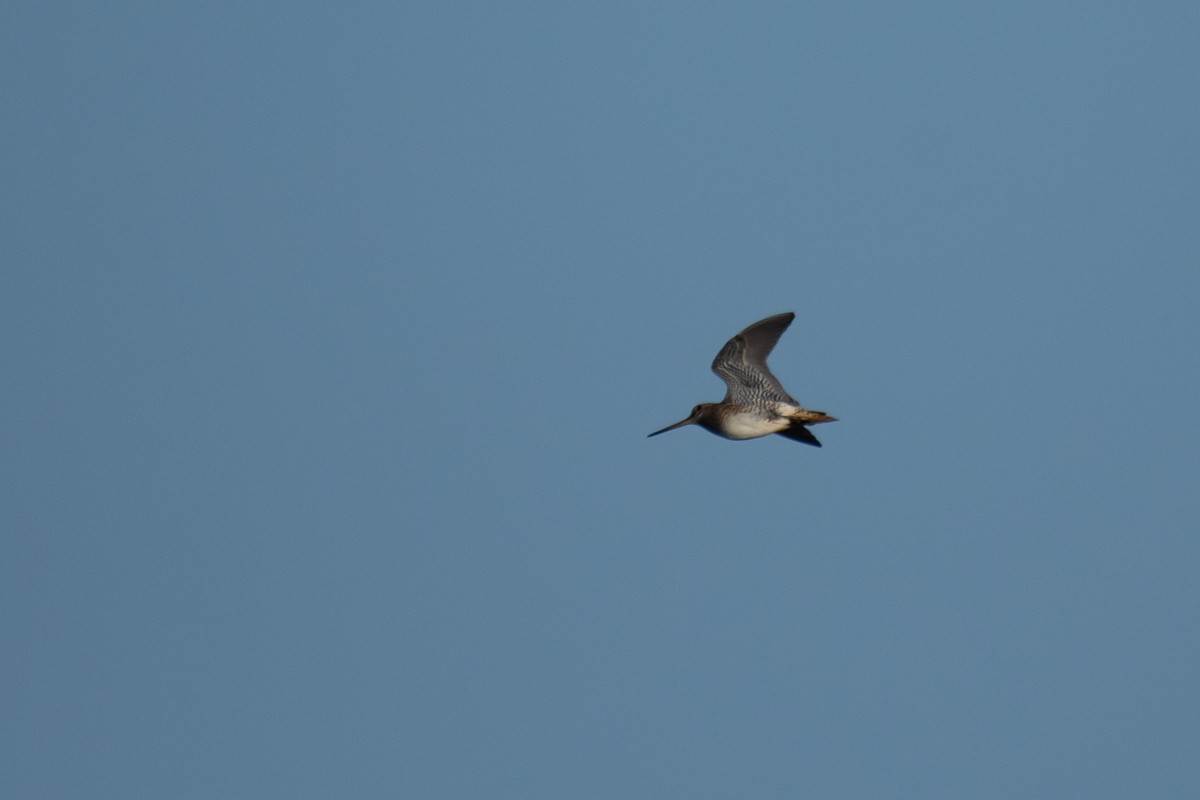 Pin-tailed Snipe - Aneesh Sasidevan