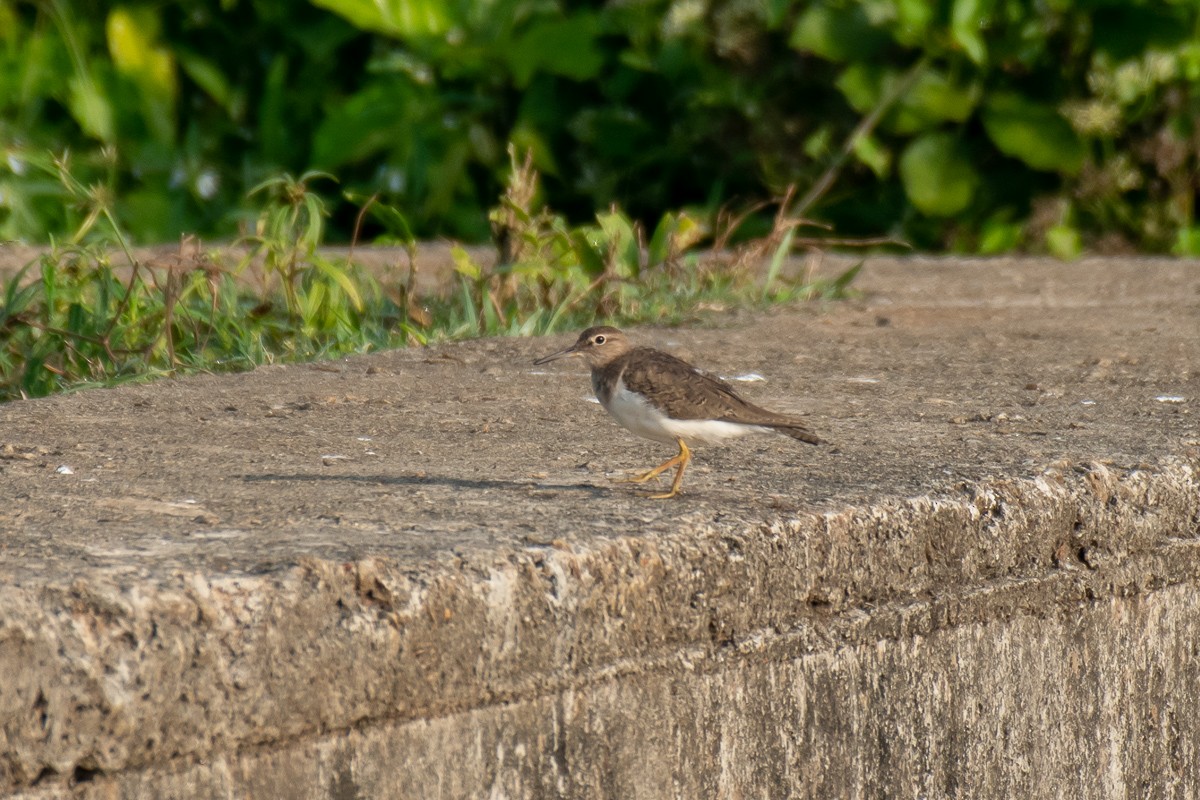 Common Sandpiper - Aneesh Sasidevan