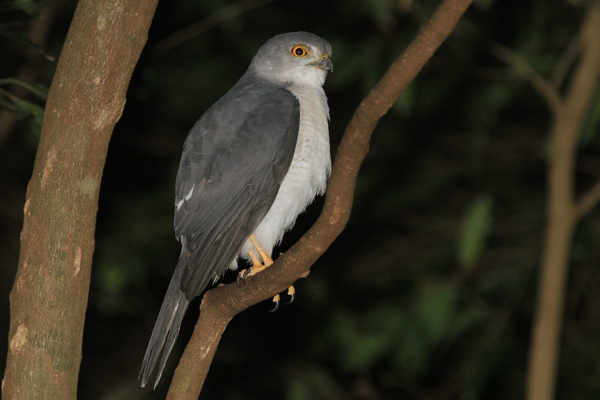 Frances's Sparrowhawk - ML615459704