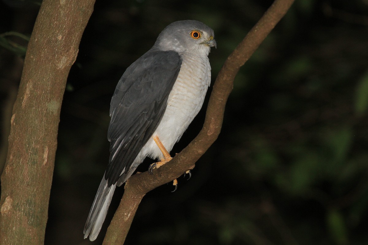 Frances's Sparrowhawk - Daniel Danckwerts (Rockjumper Birding Tours)