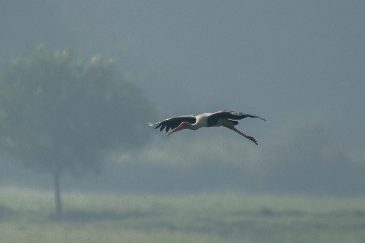 Painted Stork - ML615459713