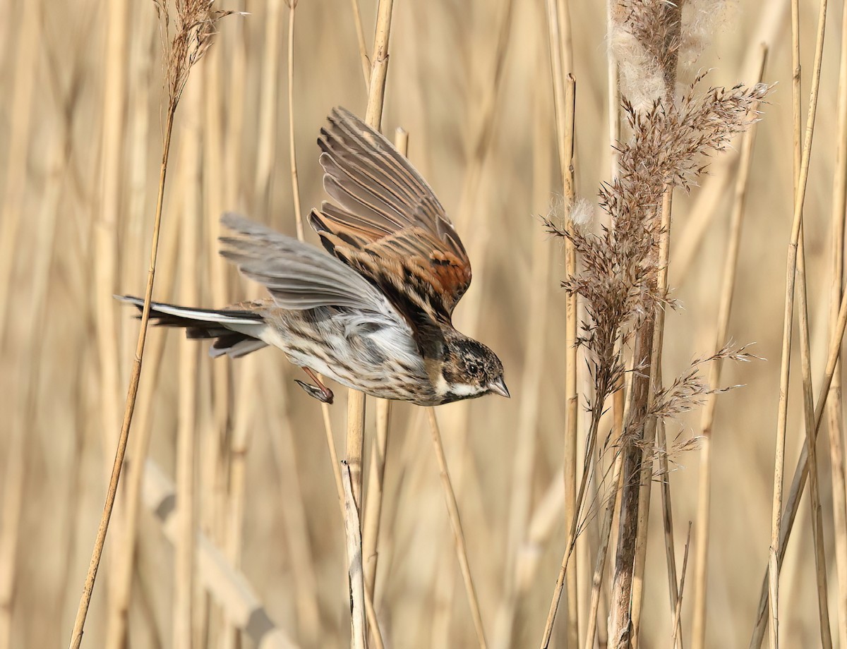 Reed Bunting - Albert Noorlander