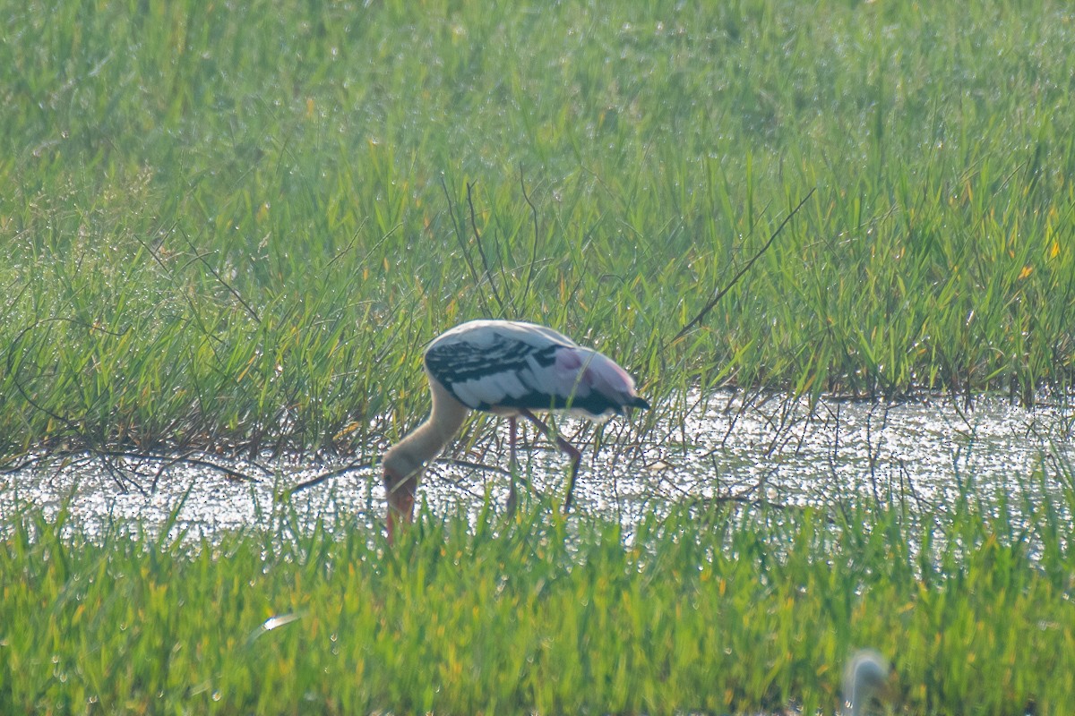 Painted Stork - ML615459726