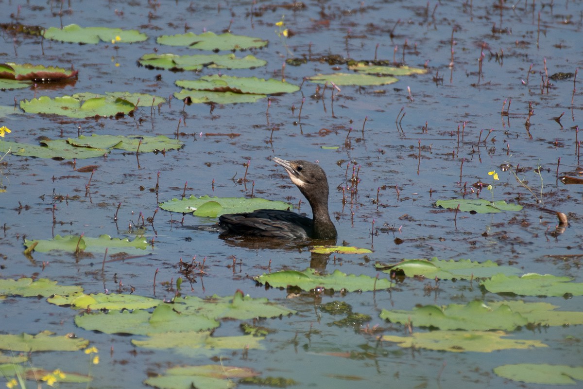 Cormoran de Vieillot - ML615459749