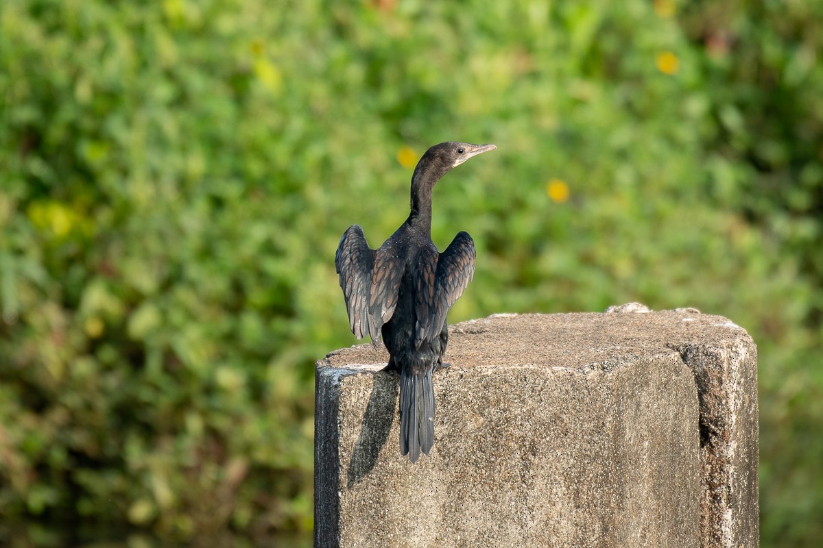 Little Cormorant - ML615459750