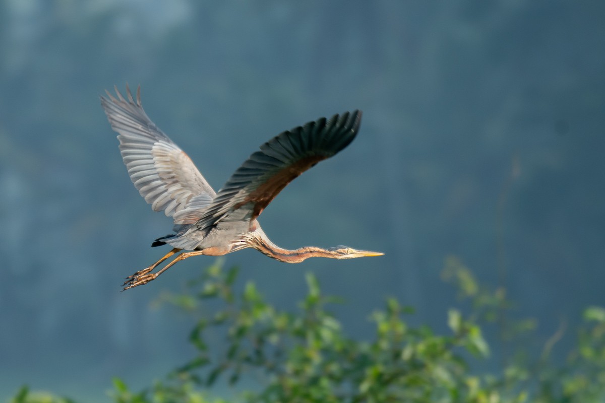 Purple Heron - ML615459756