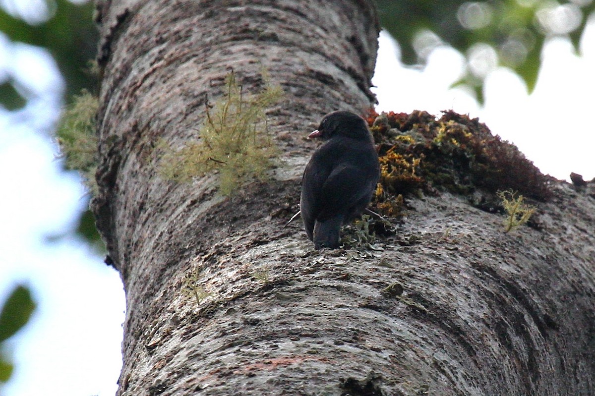 Nuthatch-Vanga - Daniel Danckwerts (Rockjumper Birding Tours)