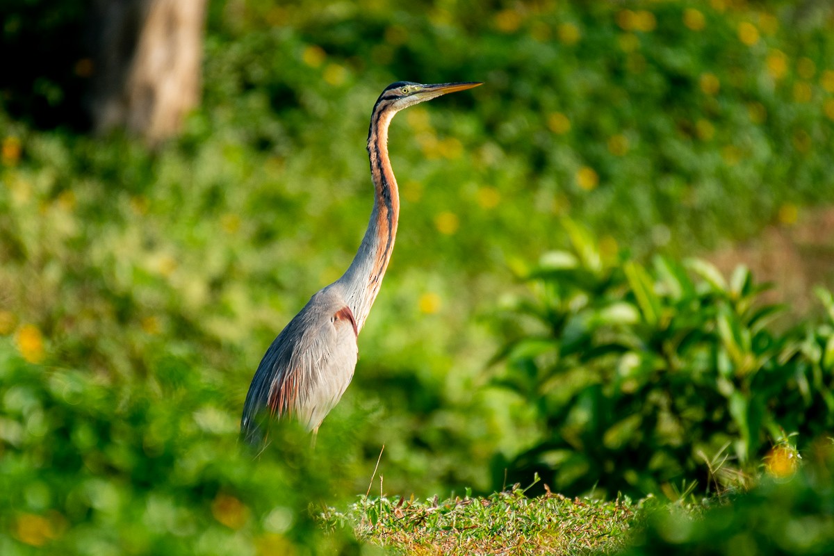 Purple Heron - ML615459759