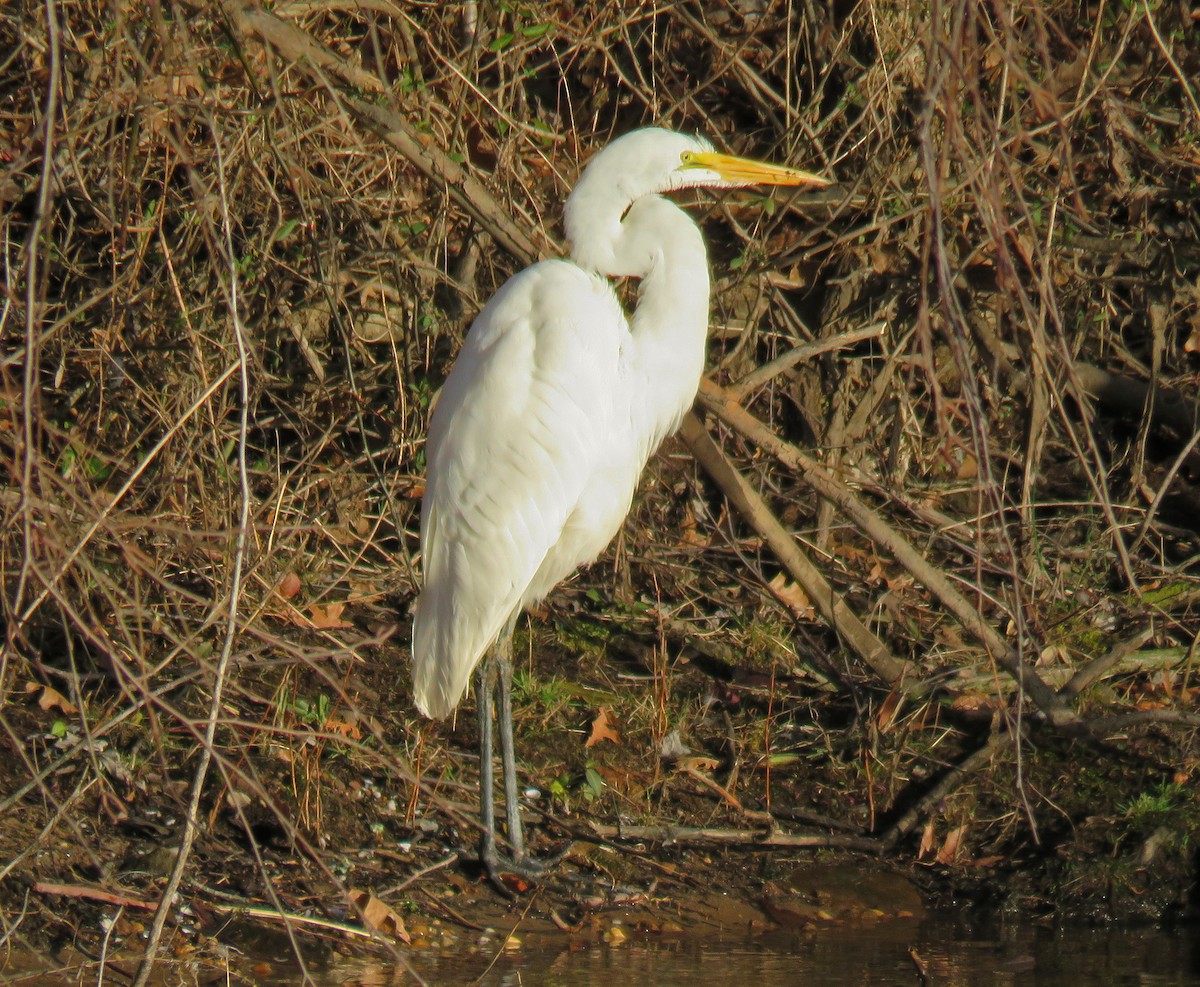 Great Egret - Anonymous