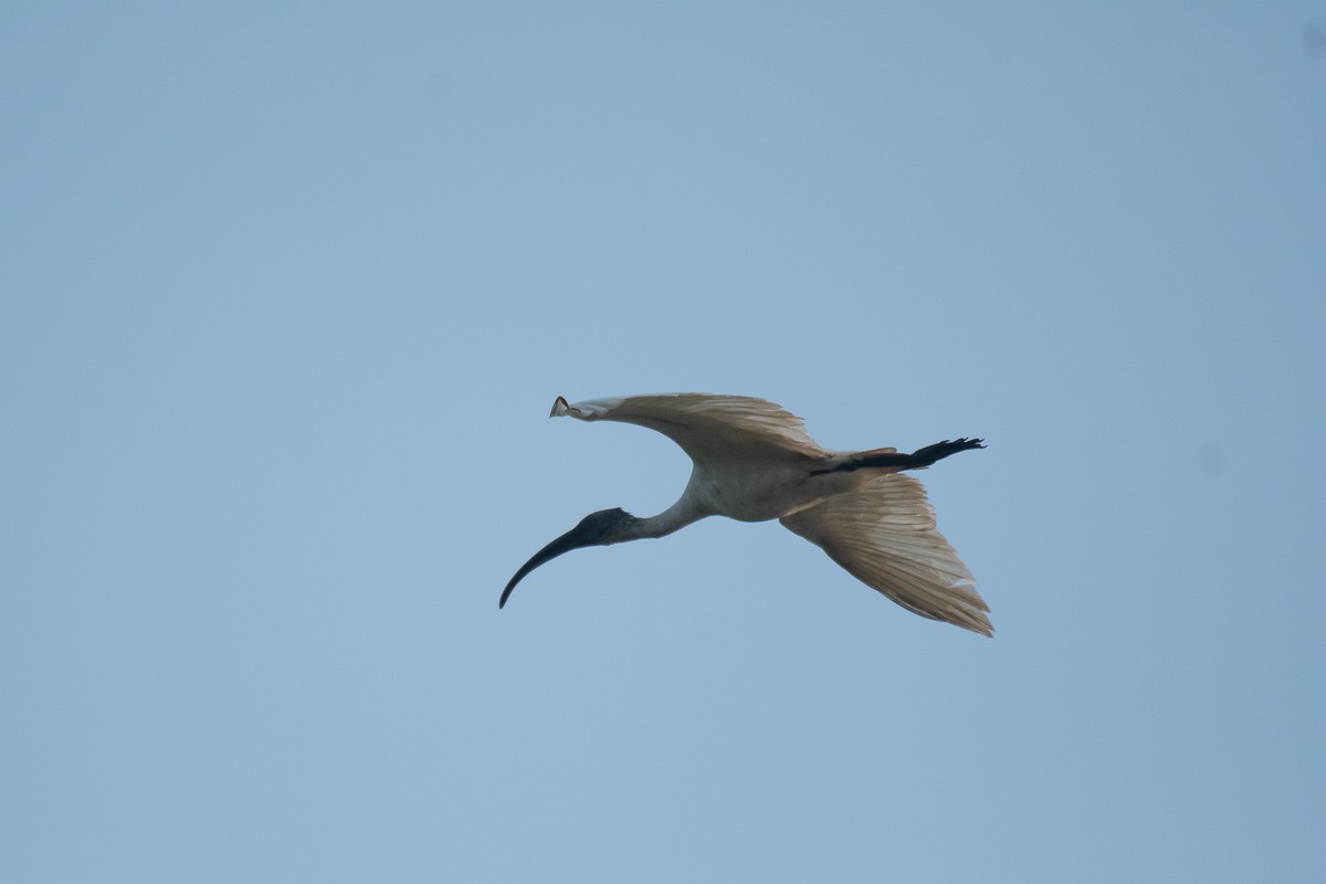 Ibis à tête noire - ML615459764