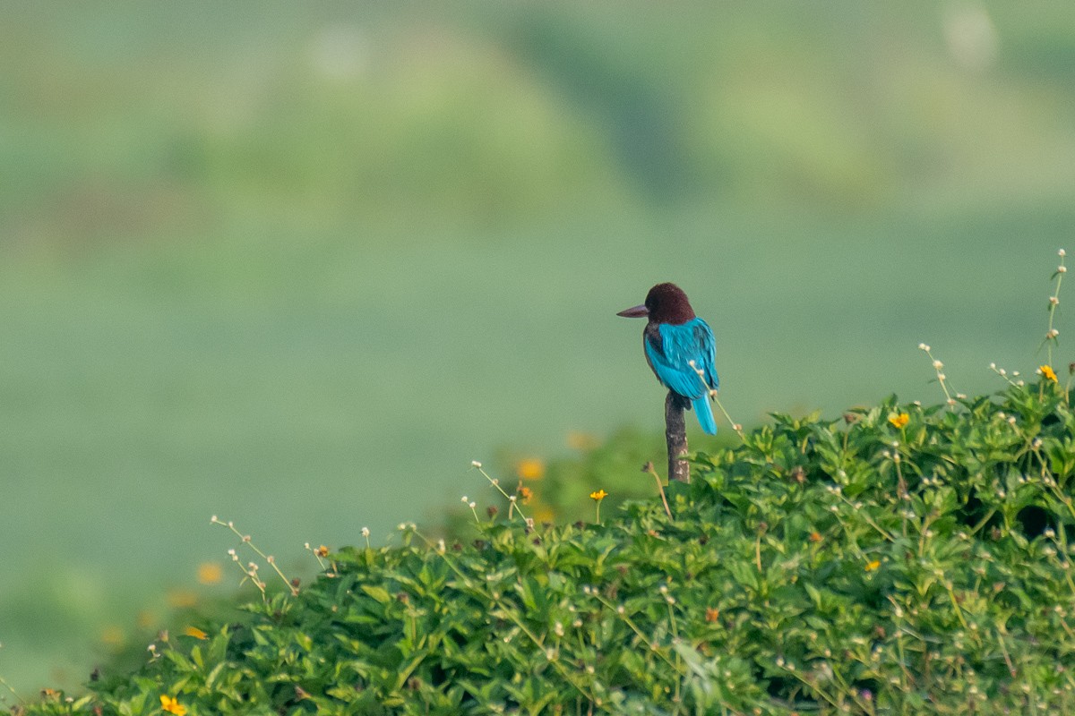 White-throated Kingfisher - ML615459767