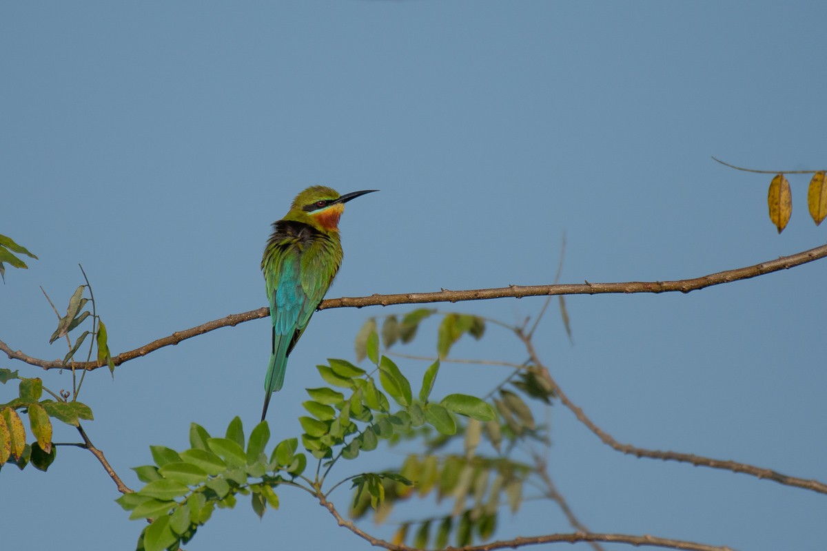 Blue-tailed Bee-eater - ML615459775