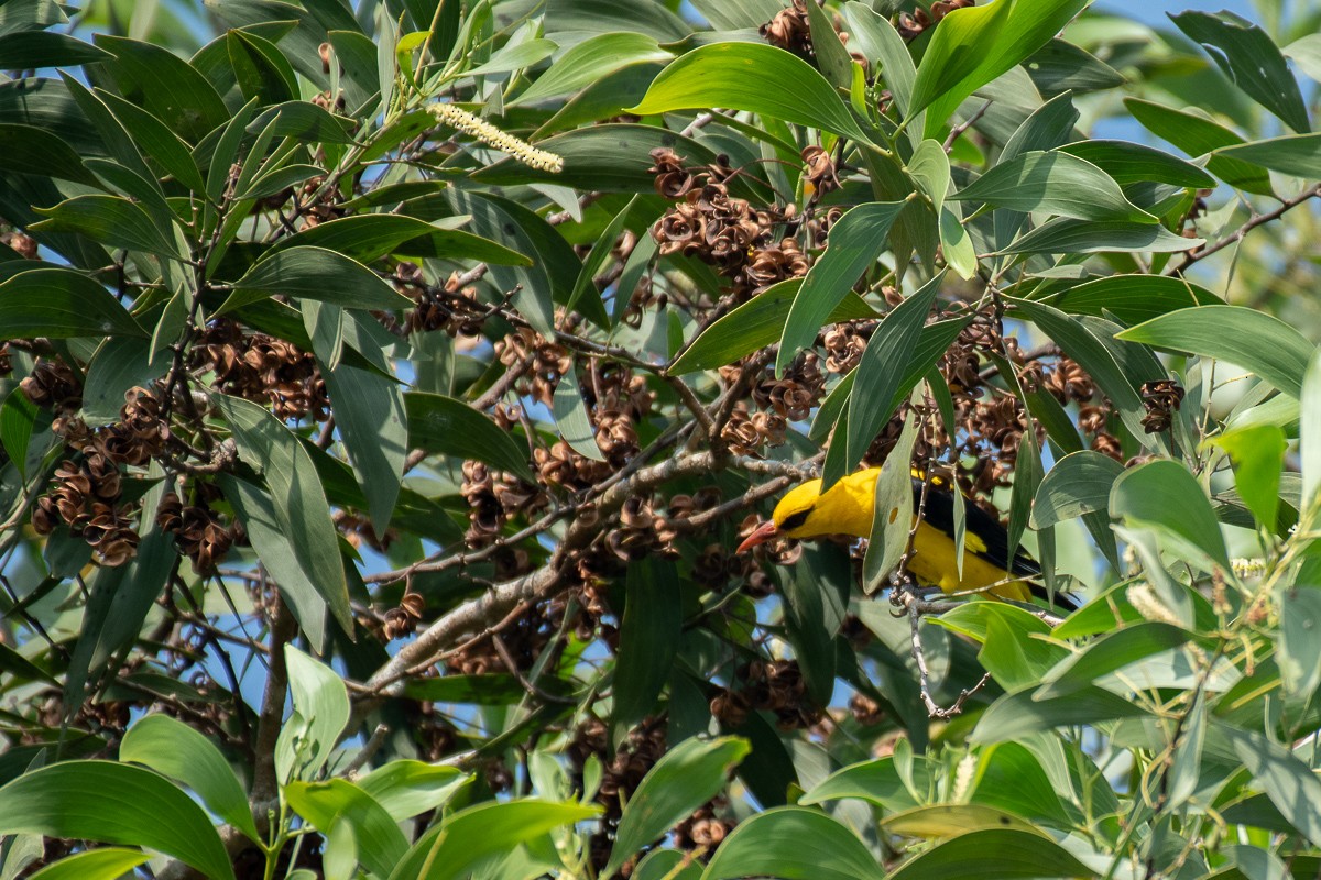 Indian Golden Oriole - ML615459777