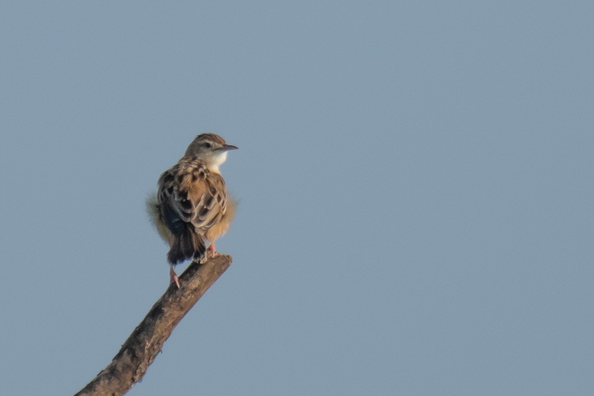 Zitting Cisticola - ML615459784