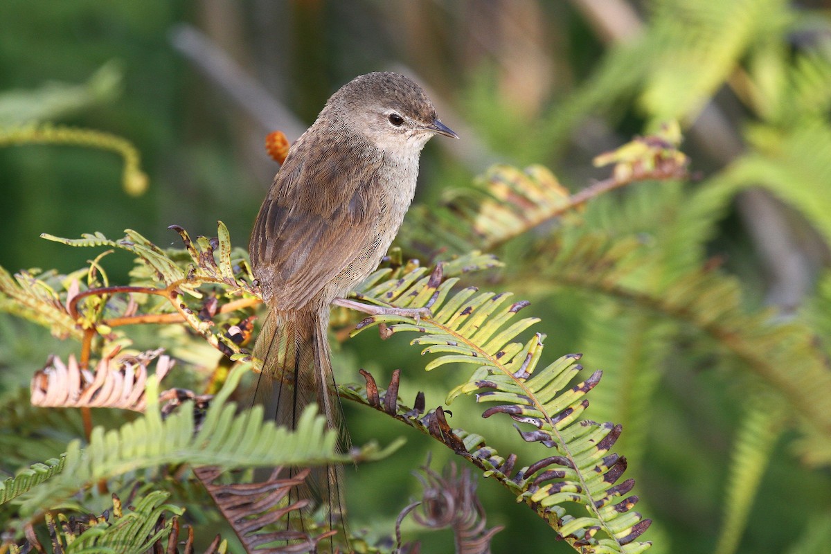 Gray Emutail - Daniel Danckwerts (Rockjumper Birding Tours)