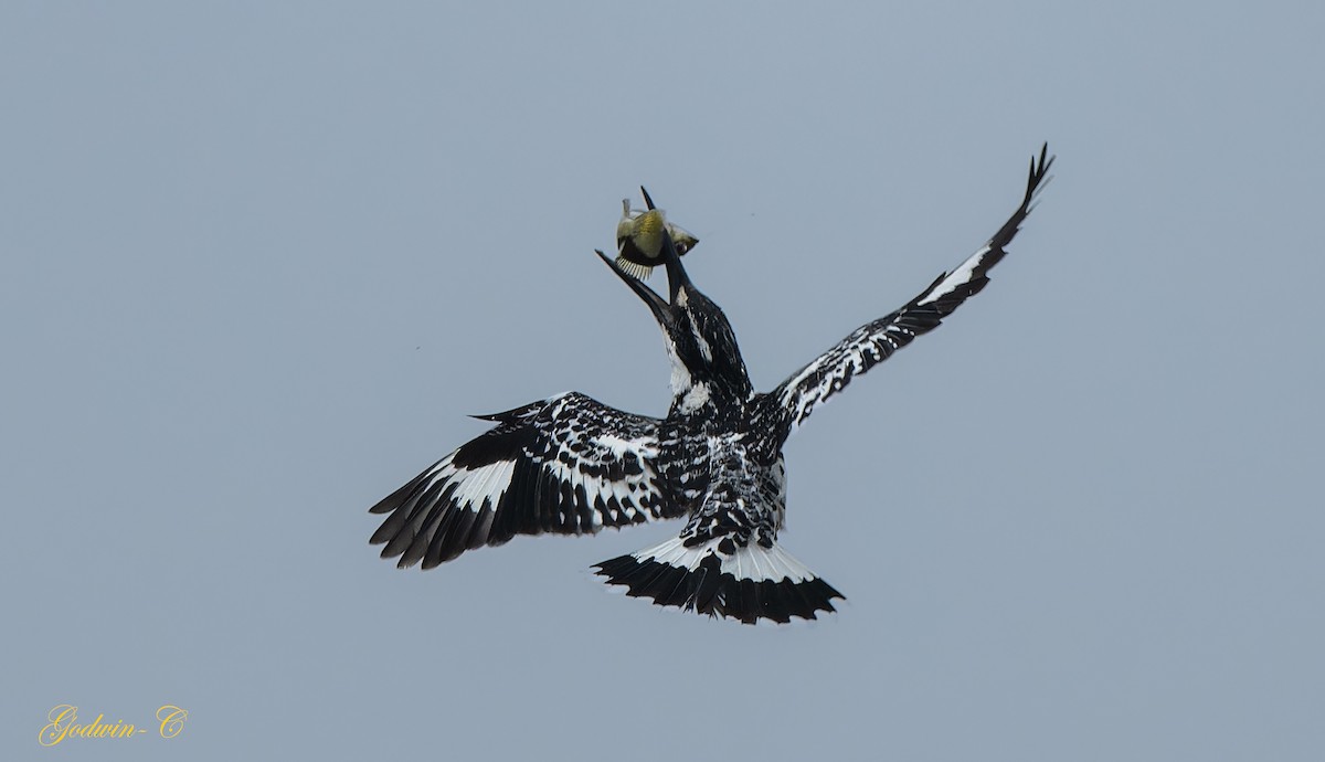 Pied Kingfisher - ML615459807