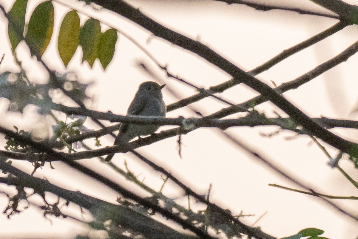 Asian Brown Flycatcher - ML615459816