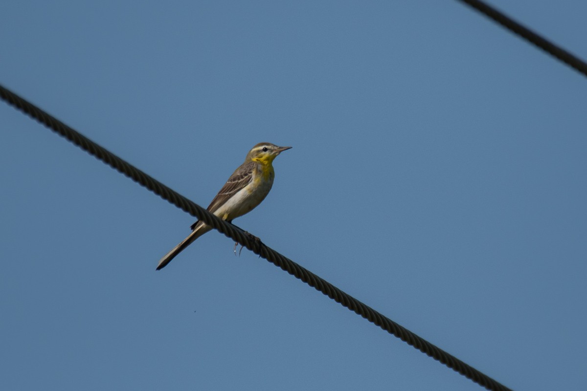 Western Yellow Wagtail - Aneesh Sasidevan