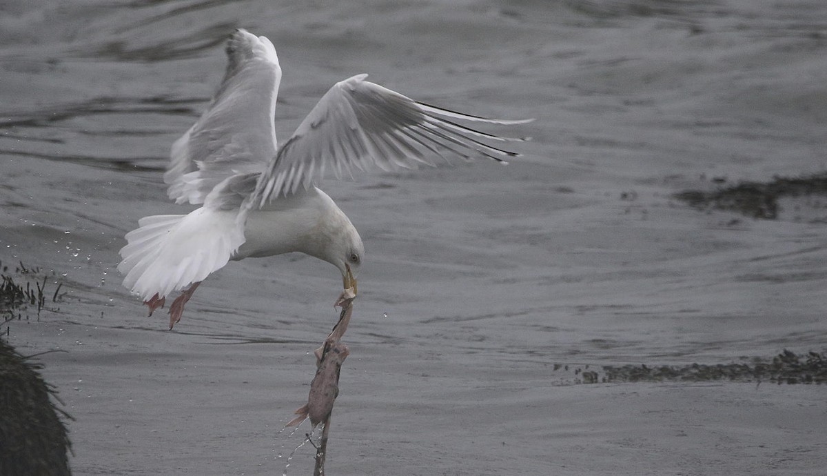 Gaviota Groenlandesa - ML615459870