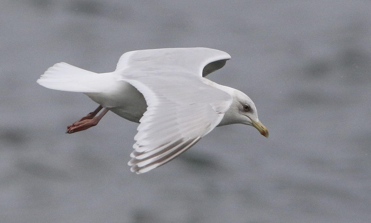 Iceland Gull - ML615459871