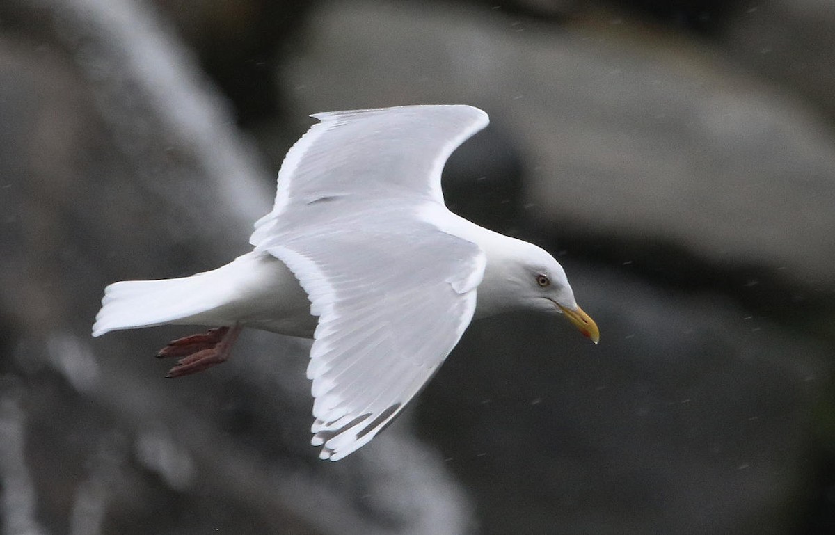 Gaviota Groenlandesa - ML615459872