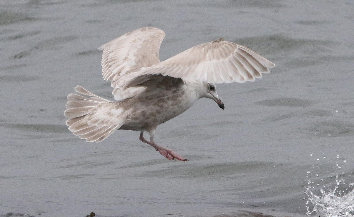 Gaviota Groenlandesa - ML615459873