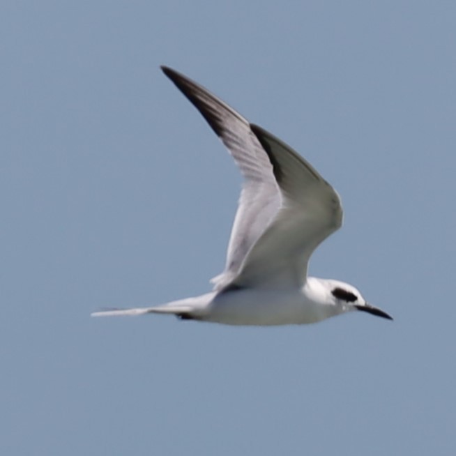 Forster's Tern - ML615459878