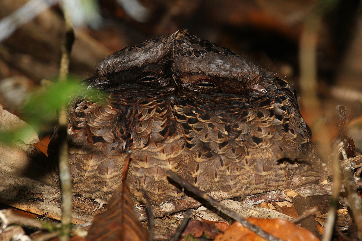 Collared Nightjar - ML615459891