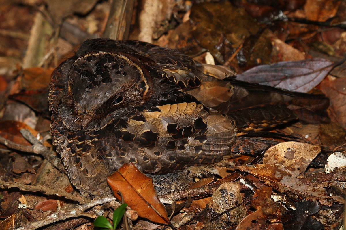 Collared Nightjar - Daniel Danckwerts (Rockjumper Birding Tours)