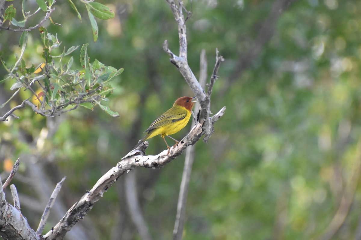Yellow Warbler (Mangrove) - ML615459922