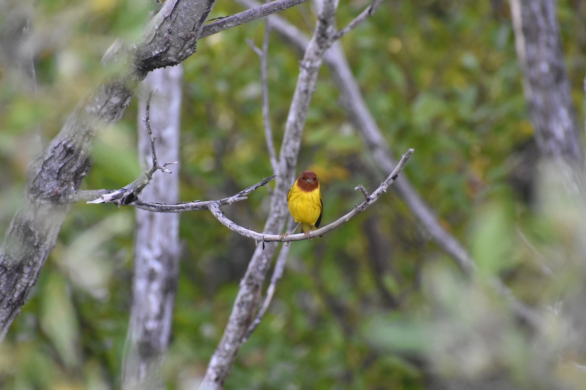 Yellow Warbler (Mangrove) - ML615459923
