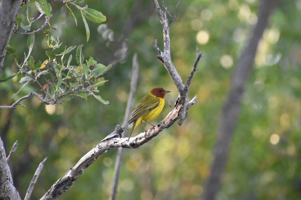Yellow Warbler (Mangrove) - ML615459924