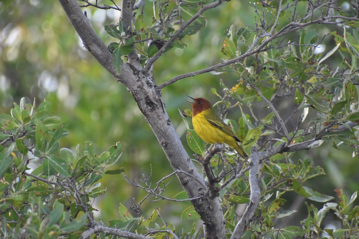 Yellow Warbler (Mangrove) - ML615459925