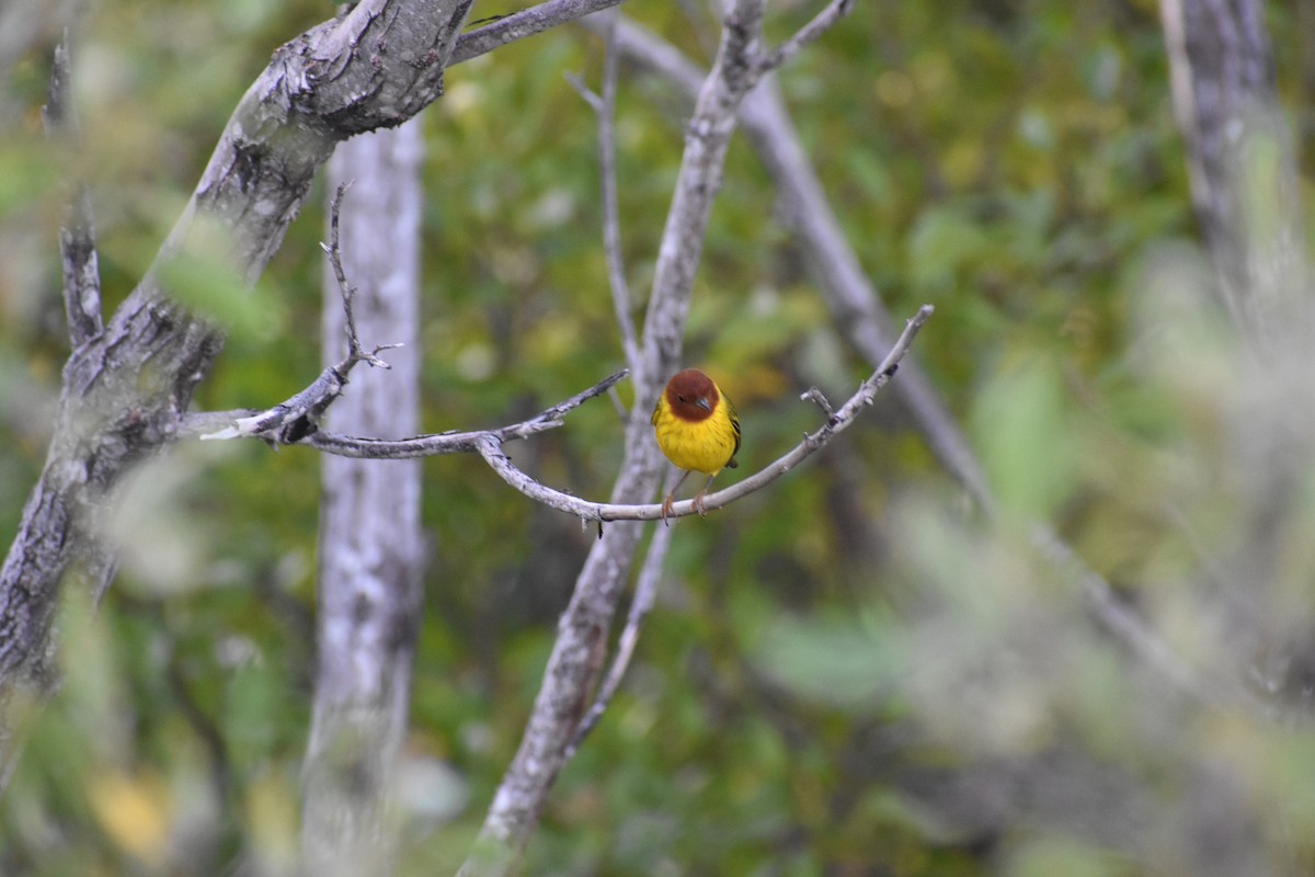 Yellow Warbler (Mangrove) - ML615459926