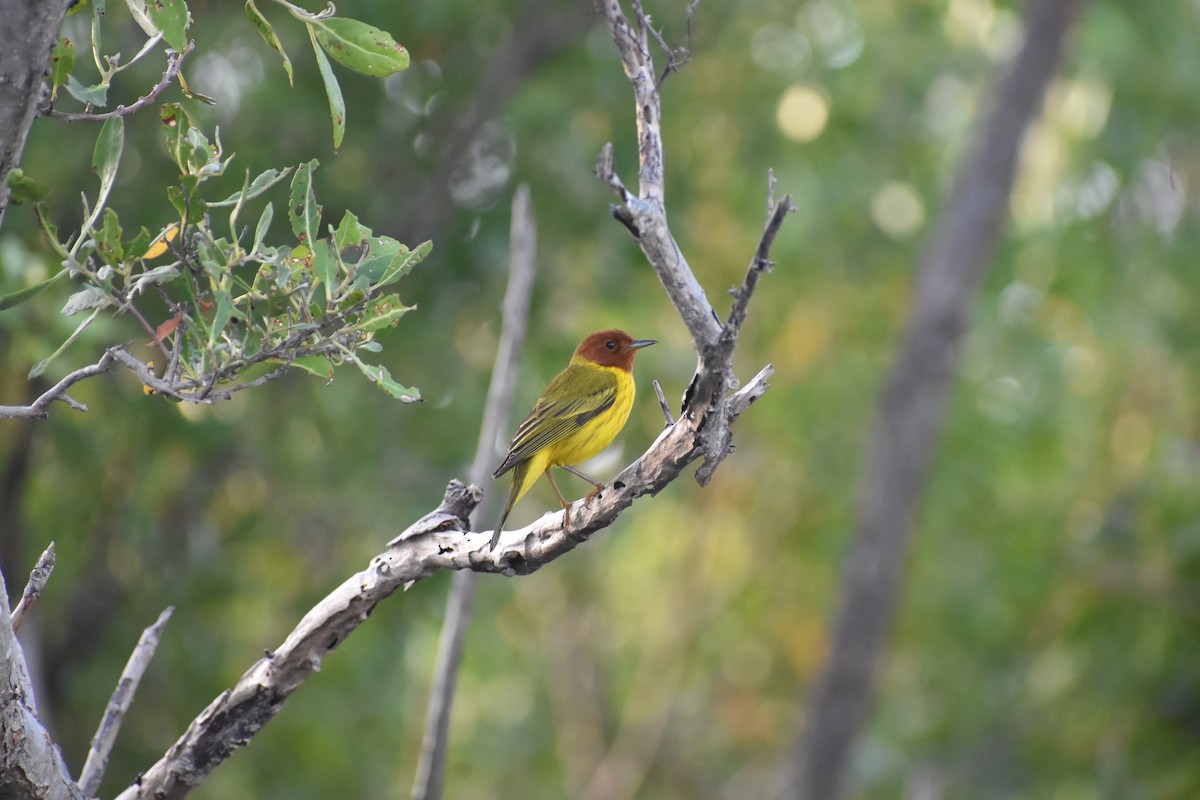 Yellow Warbler (Mangrove) - ML615459927