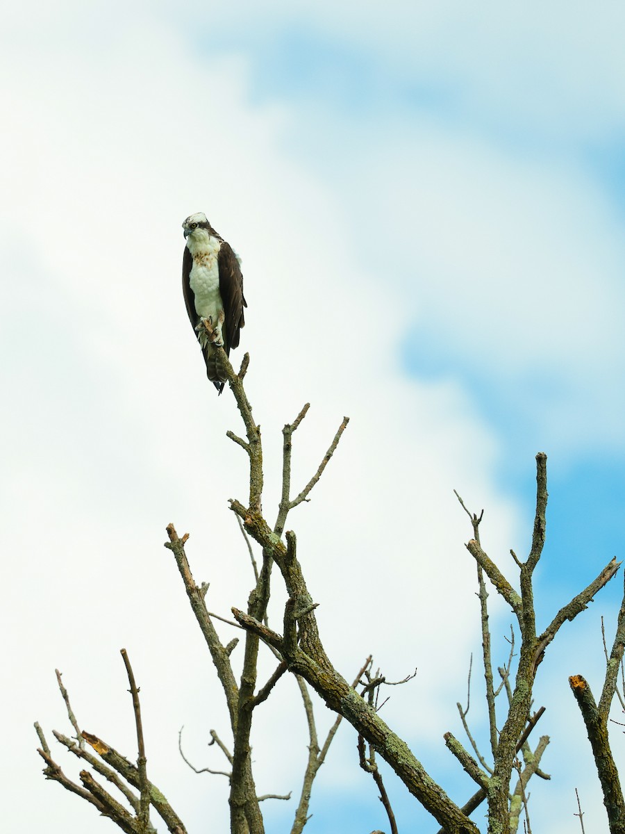 Águila Pescadora - ML615459948