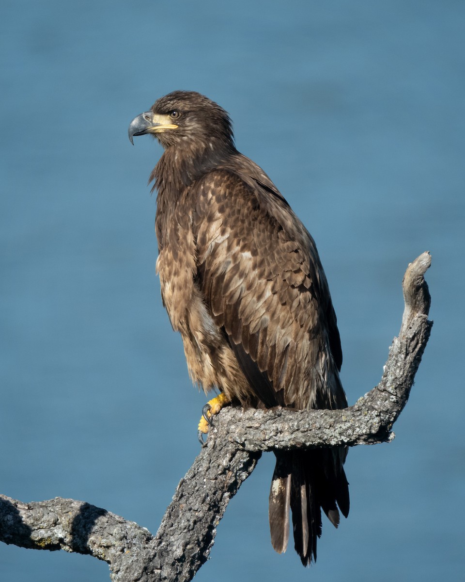 Bald Eagle - ML615459970