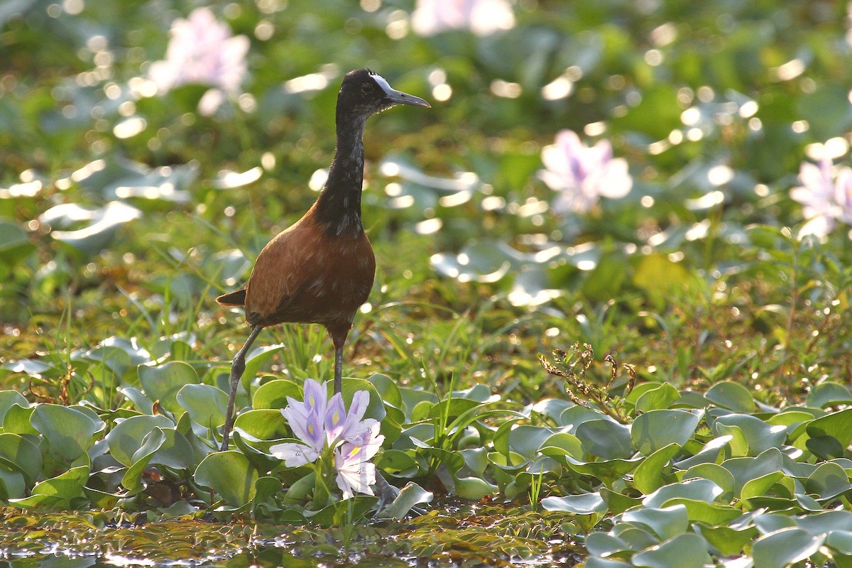 Madagascar Jacana - Daniel Danckwerts (Rockjumper Birding Tours)