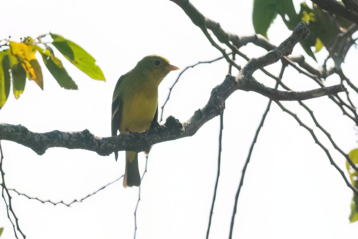 Western Tanager - ML615460027