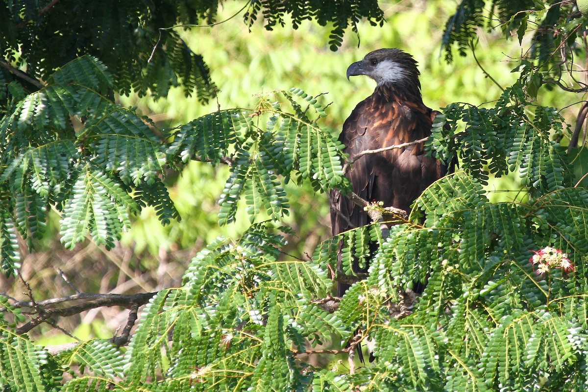 Madagascar Fish-Eagle - Daniel Danckwerts (Rockjumper Birding Tours)