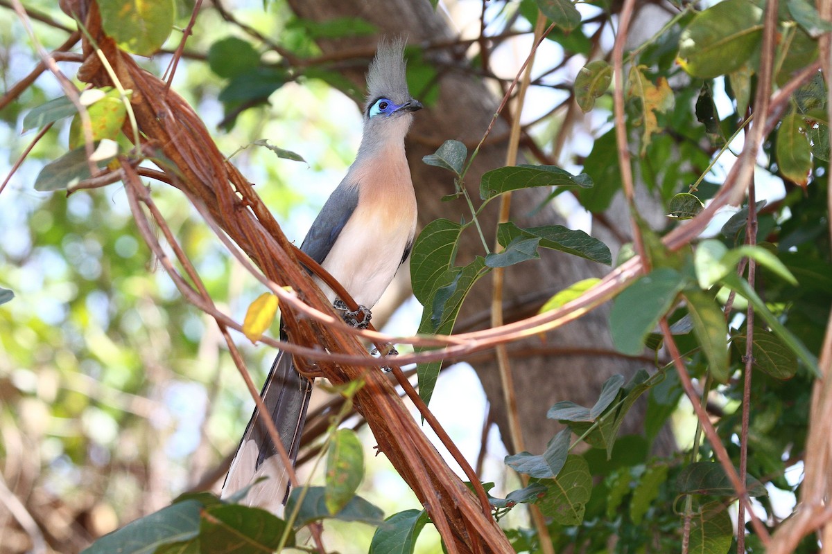 Crested Coua (Crested) - Daniel Danckwerts (Rockjumper Birding Tours)