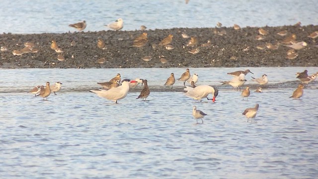 Caspian Tern - ML615460107