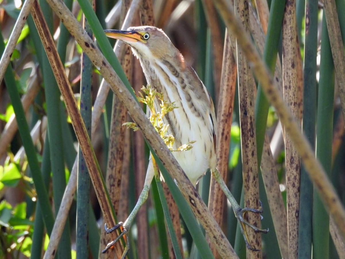 Least Bittern - ML615460109