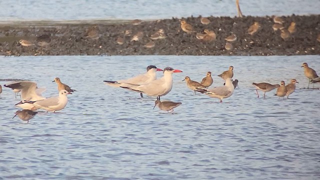 Caspian Tern - ML615460110