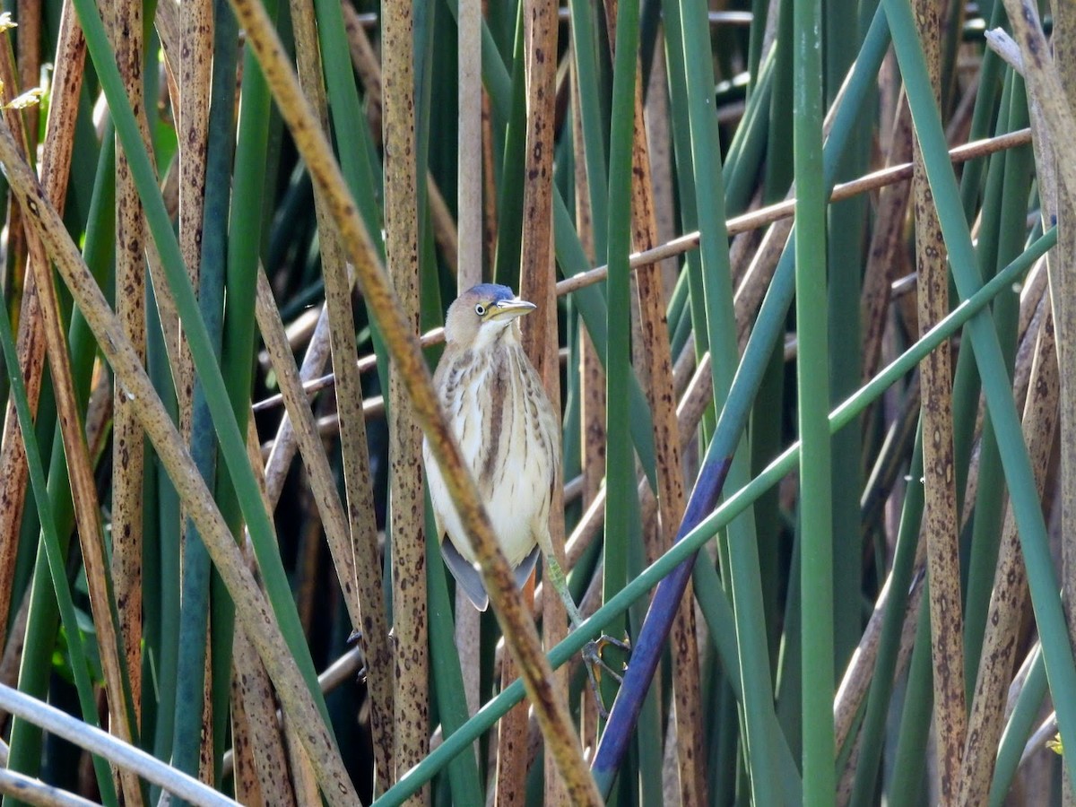 Least Bittern - ML615460135