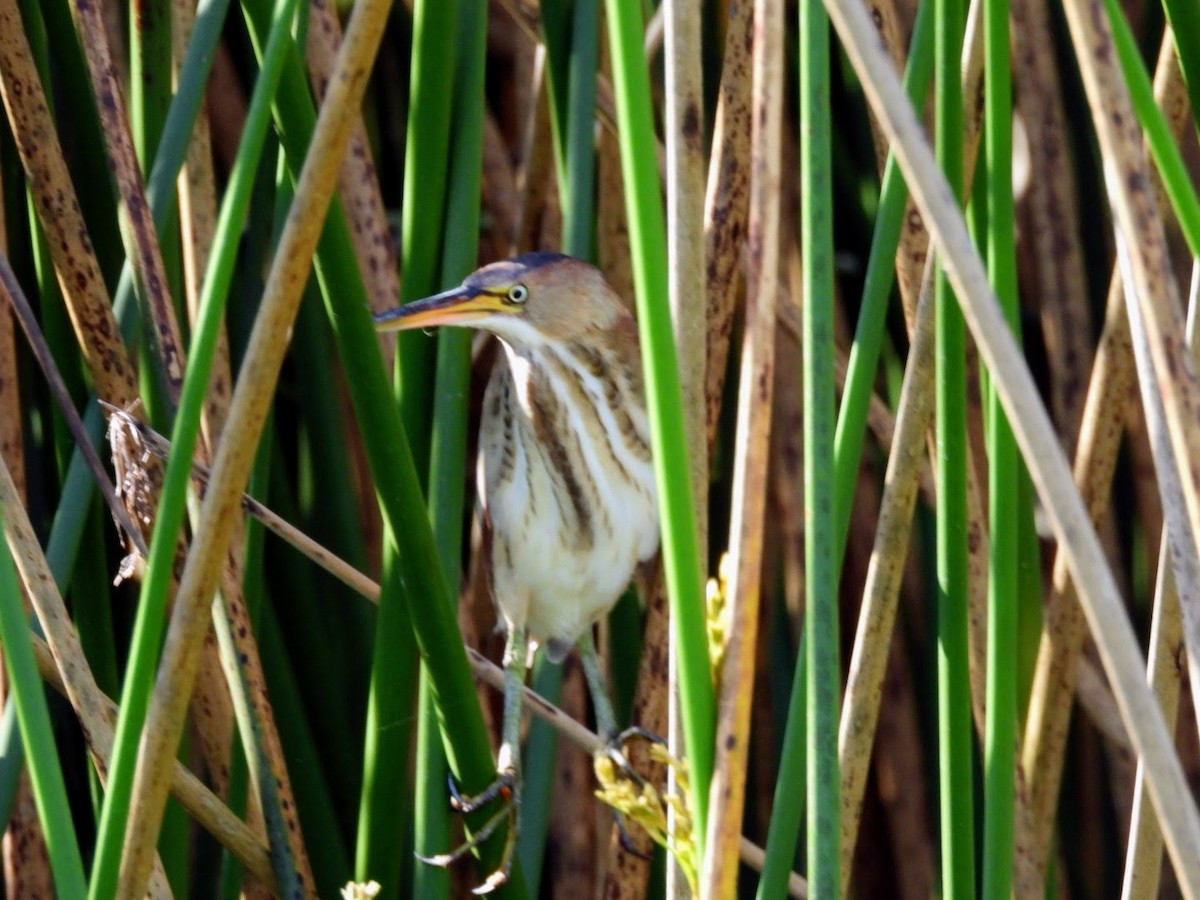 Least Bittern - ML615460222