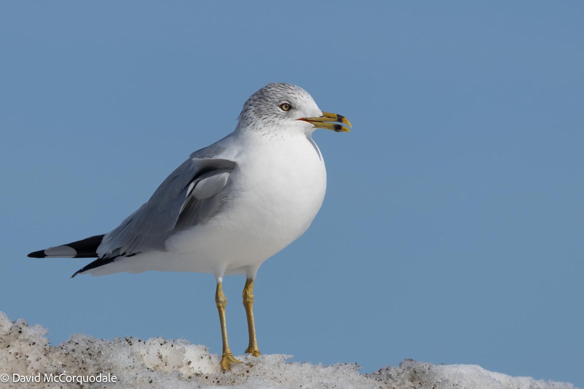 Ring-billed Gull - ML615460231